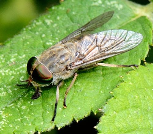 Réf. 264 106 : Tabanus bromius